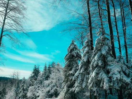 snowy trees